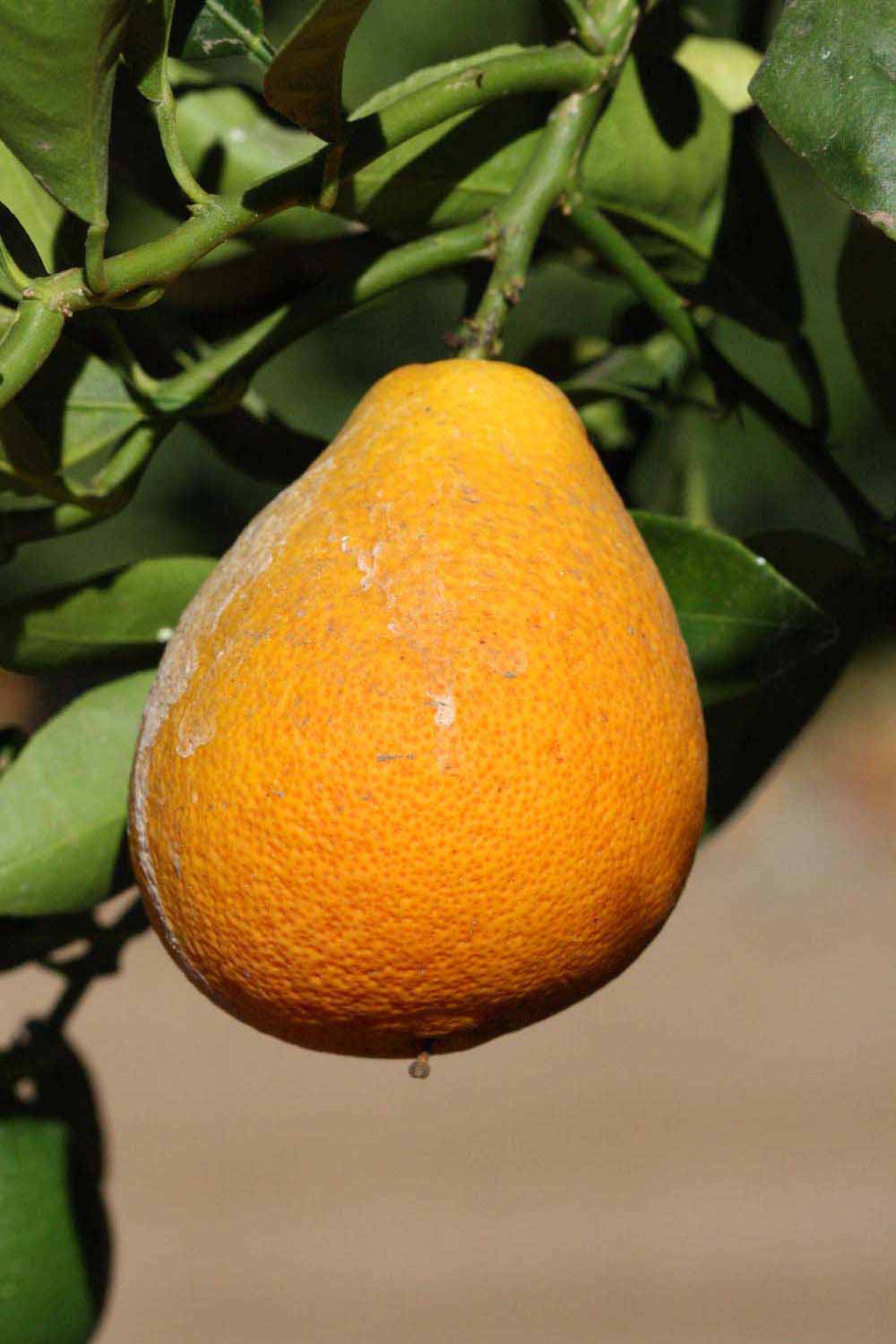              Fruit of  Citrus  x  georgiana         (Sinton, Riverside, CA)       